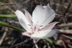 Calochortus umbellatus