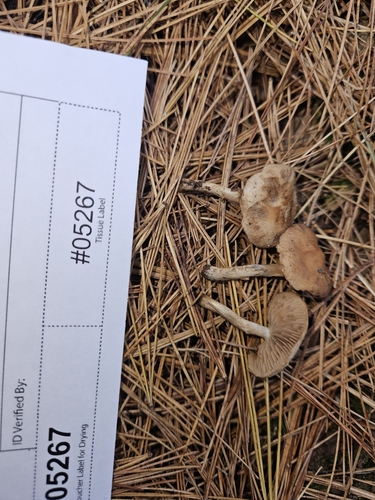 Hebeloma excedens