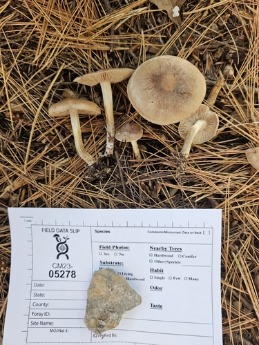 Hebeloma excedens