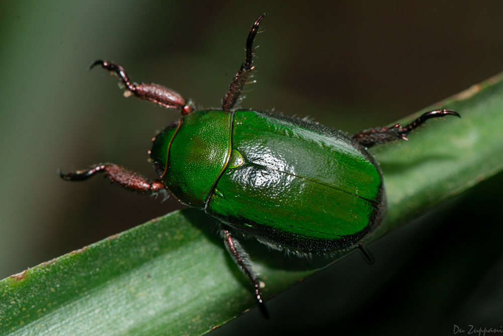 Pelidnota rugulosa