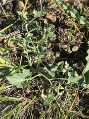 Calystegia collina venusta