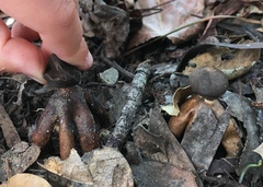 Geastrum fornicatum