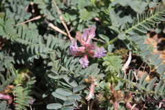 Astragalus plattensis