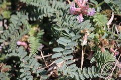Astragalus plattensis