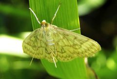 Crocidophora serratissimalis