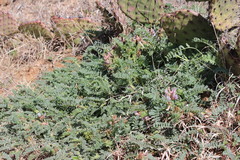 Astragalus plattensis