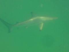 Carcharhinus limbatus