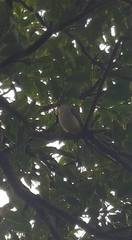 Mimus parvulus parvulus