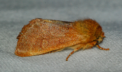 Psaphida styracis