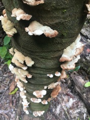 Cymatoderma dendriticum
