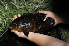 Astronotus ocellatus