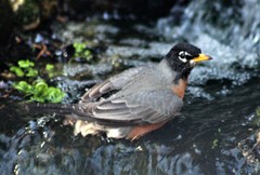 Turdus migratorius