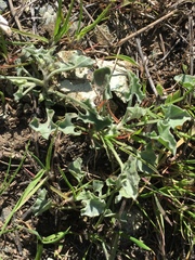Calystegia collina venusta