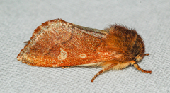 Psaphida styracis