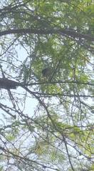 Myiarchus magnirostris