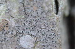 Alyxoria varia