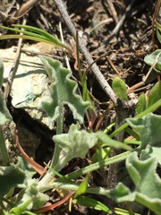 Calystegia collina venusta