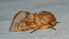 Psaphida styracis