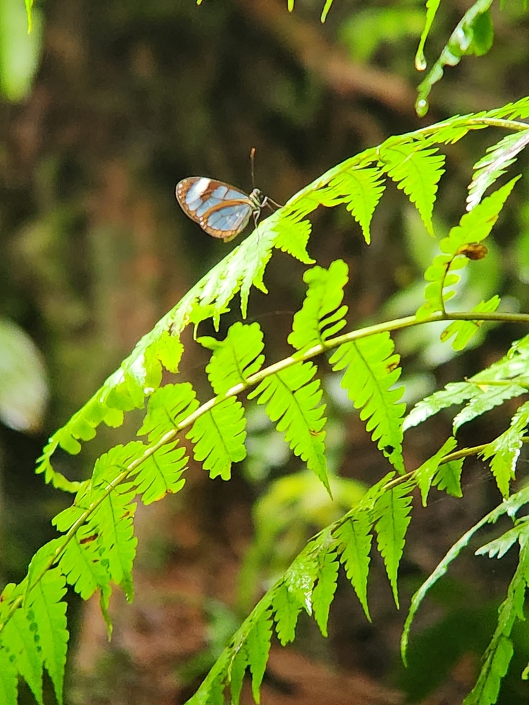 Ithomia diasia