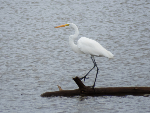 Great Egret