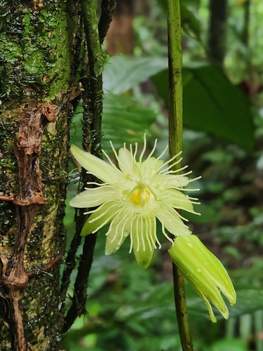 Costa Rica passionflower (Passiflora costaricensis)