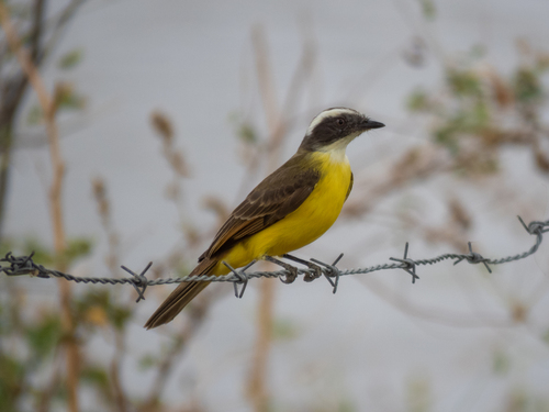Social Flycatcher