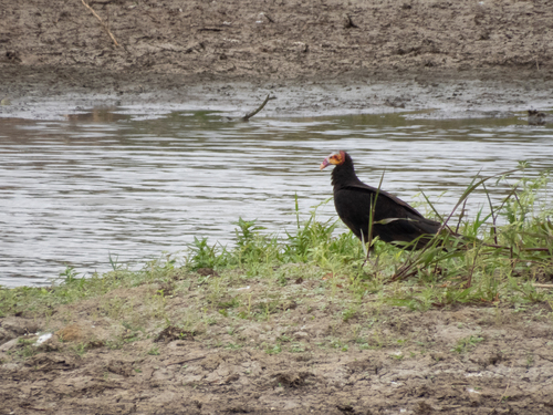 Lesser Yellow-headed Vulture