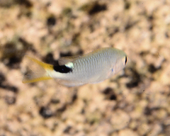 Pomachromis exilis