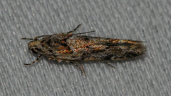 Sinoe