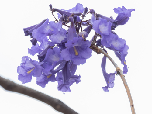 How to identify Jacaranda brasiliana (Lam.) Pers.