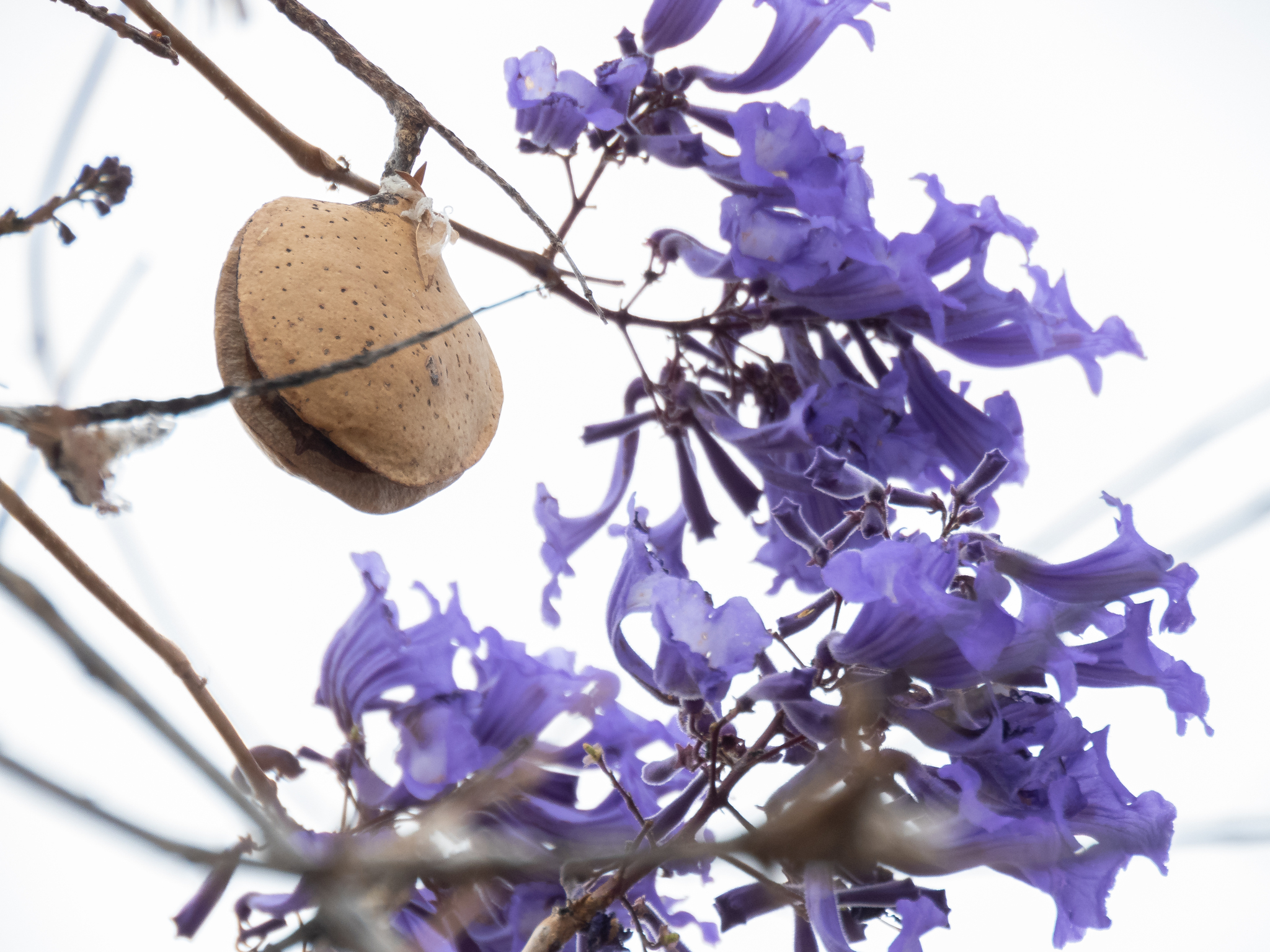 Jacaranda brasiliana