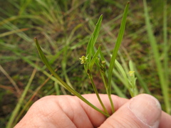 Ranunculus pusillus