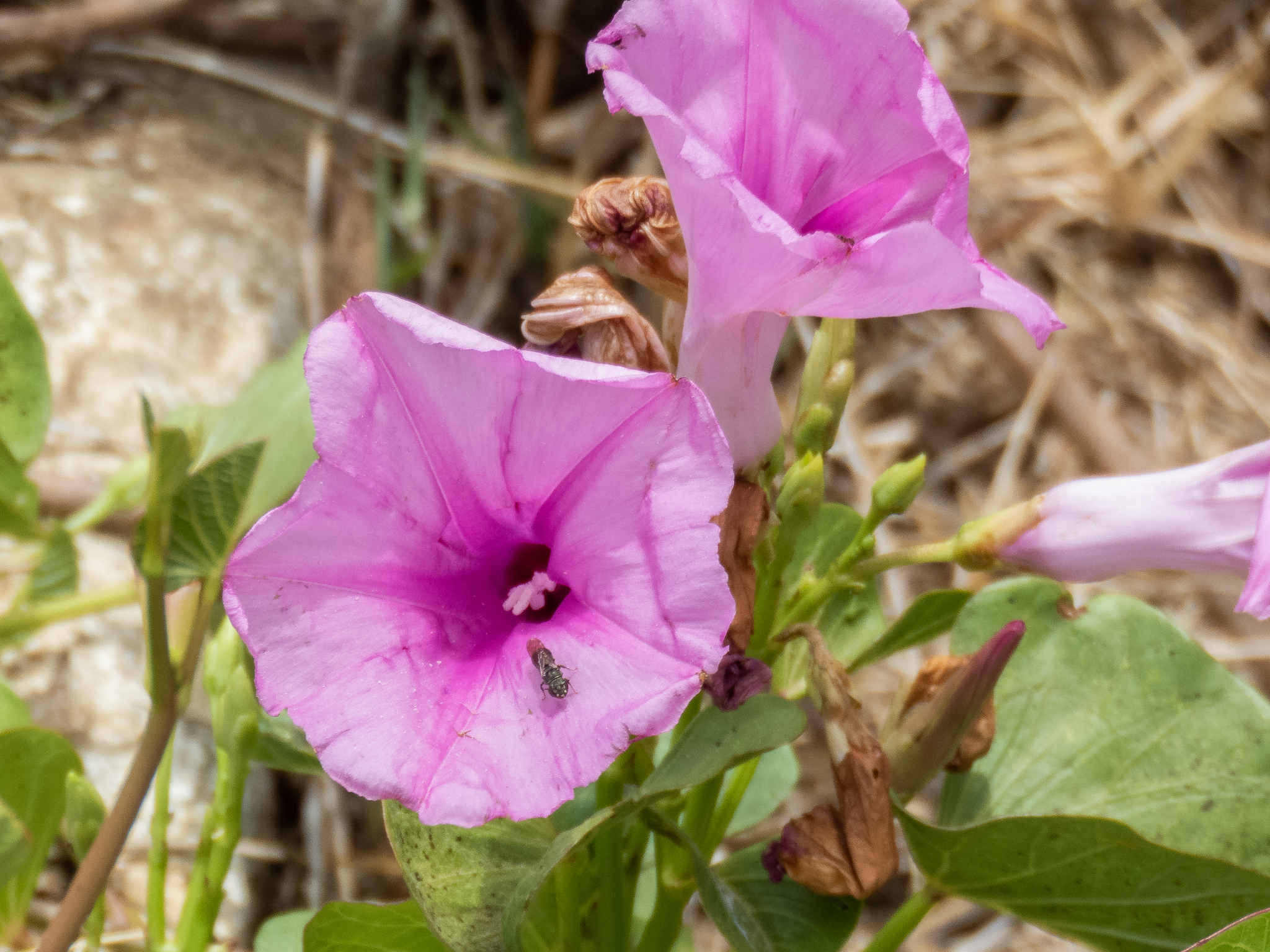 Ipomoea asarifolia