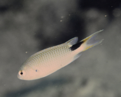 Pomachromis exilis