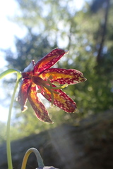 Fritillaria affinis affinis