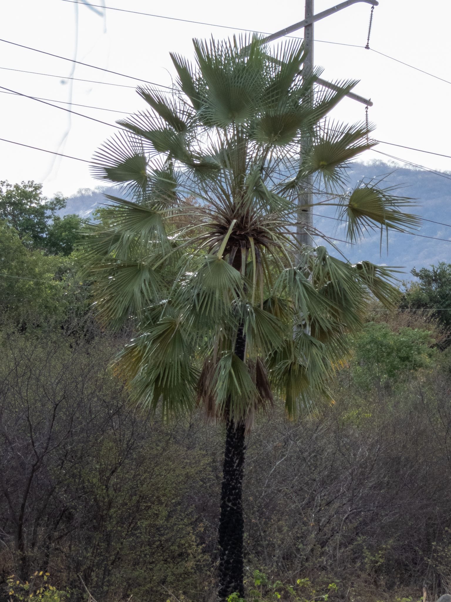 Copernicia prunifera