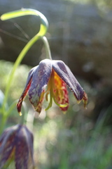 Fritillaria affinis affinis