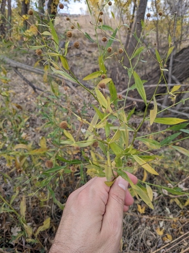 Image of Boltonia asteroides by no rights reserved