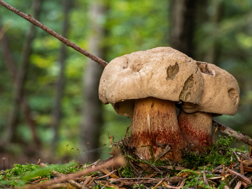Caloboletus calopus — (c) Piotr Lukasik, some rights reserved (CC BY)