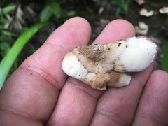 Cymatoderma dendriticum