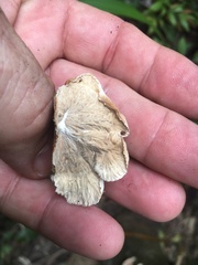 Cymatoderma dendriticum