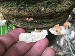 Cymatoderma dendriticum