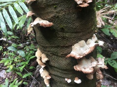 Cymatoderma dendriticum