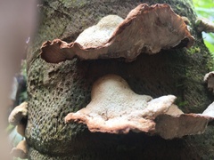Cymatoderma dendriticum