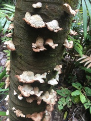 Cymatoderma dendriticum