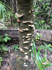 Cymatoderma dendriticum