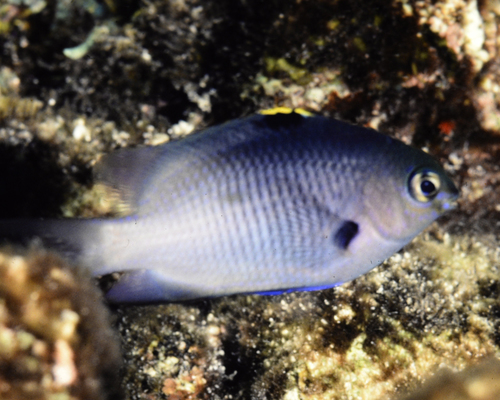 Pacifische rotsjuffer (Stegastes fasciolatus) — Pomacentridae