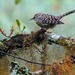 Gray-barred Wren - Photo (c) edwardrooks, some rights reserved (CC BY-NC), uploaded by edwardrooks