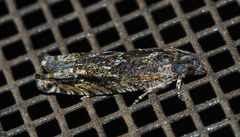 Pseudexentera