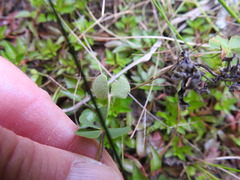 Marsilea macropoda